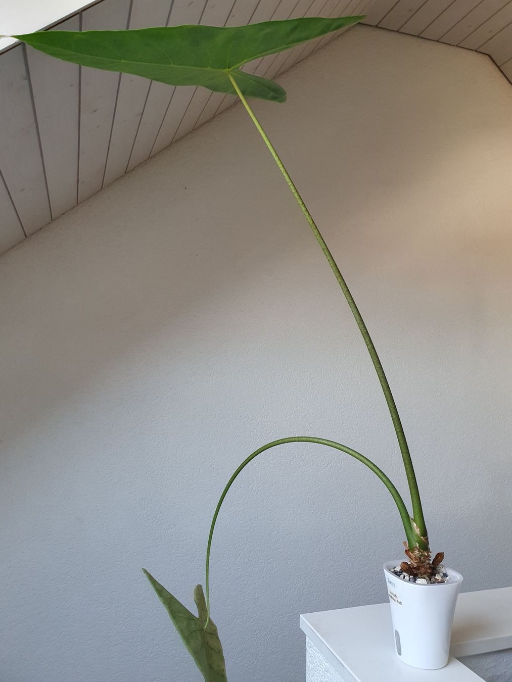 Piante & sementi: Alocasia Longiloba GoG – Usato da Erlinsbach SO venduto da Lea030 2