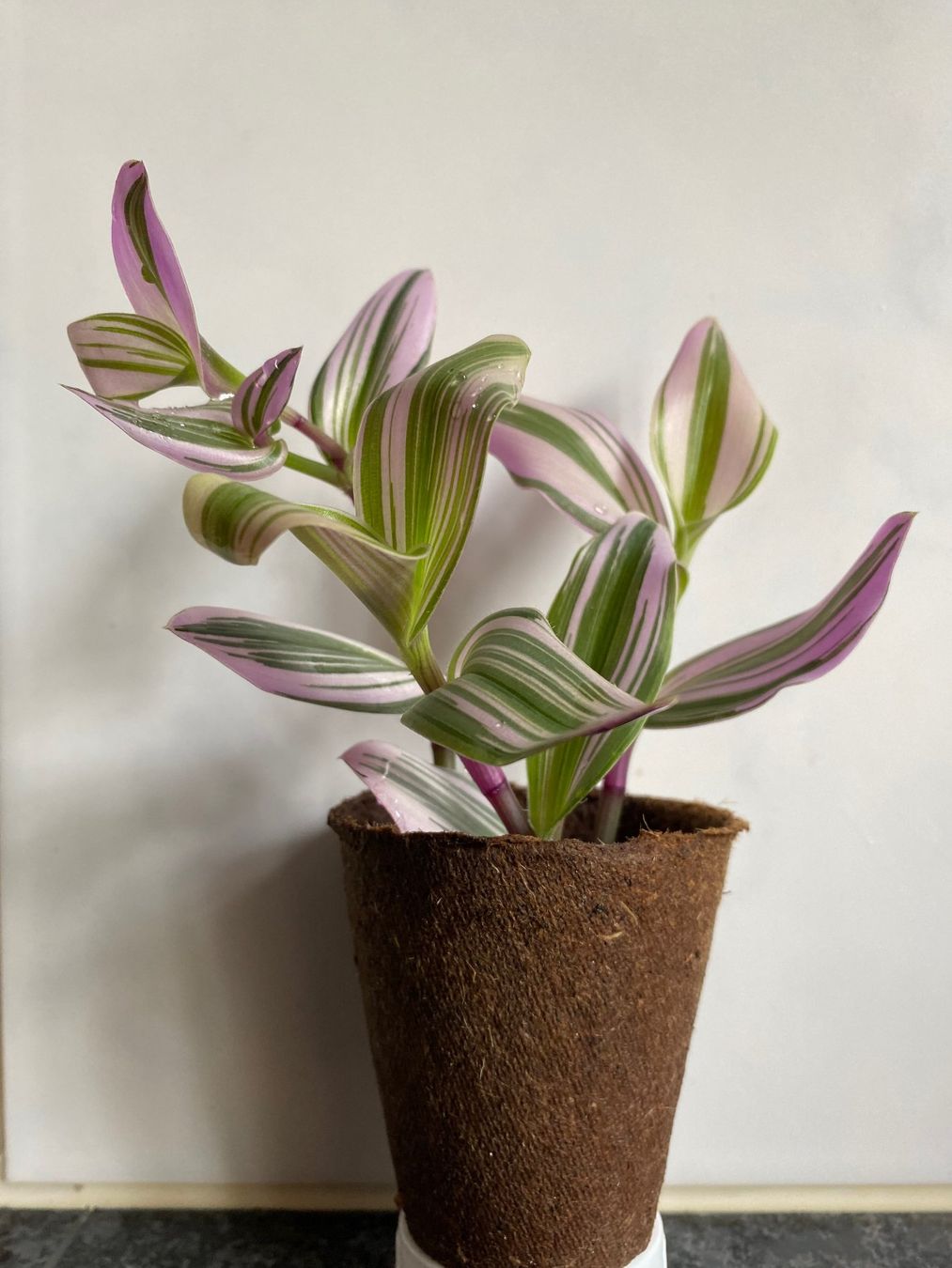 Piante & sementi: Tradescantia blossfeldiana Nanouk – Nuovo (secondo la descrizione) da Winterthur venduto da Aniger 3