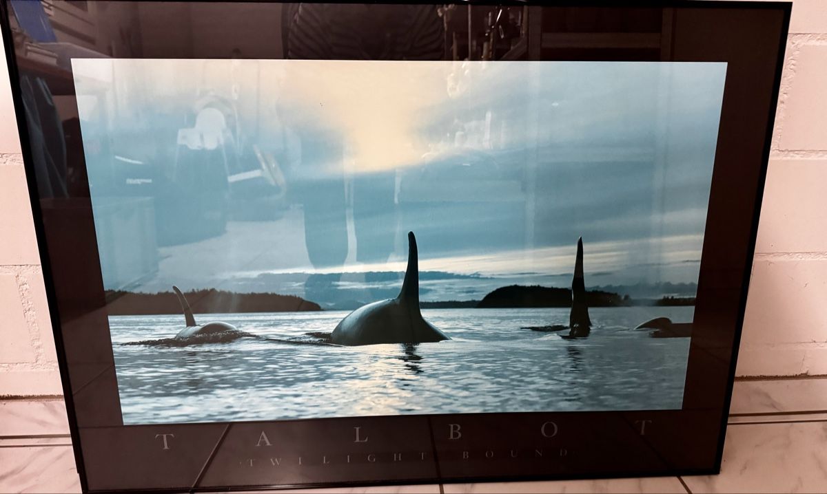 Foto & Immagini: Talbot Twilight Bound Orca Wal Bild im Rahmen, Top! – Usato da Deitingen venduto da baba08