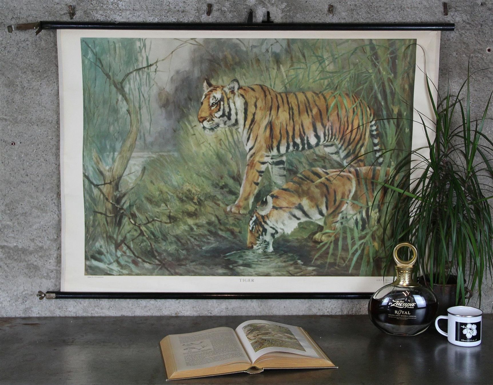 Posters & Illustrations: Schulwandbild, Rollbild "Tiger" – D'occasion à Birrwil par brandschatz_birrwil