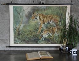 Schulwandbild, Rollbild "Tiger"