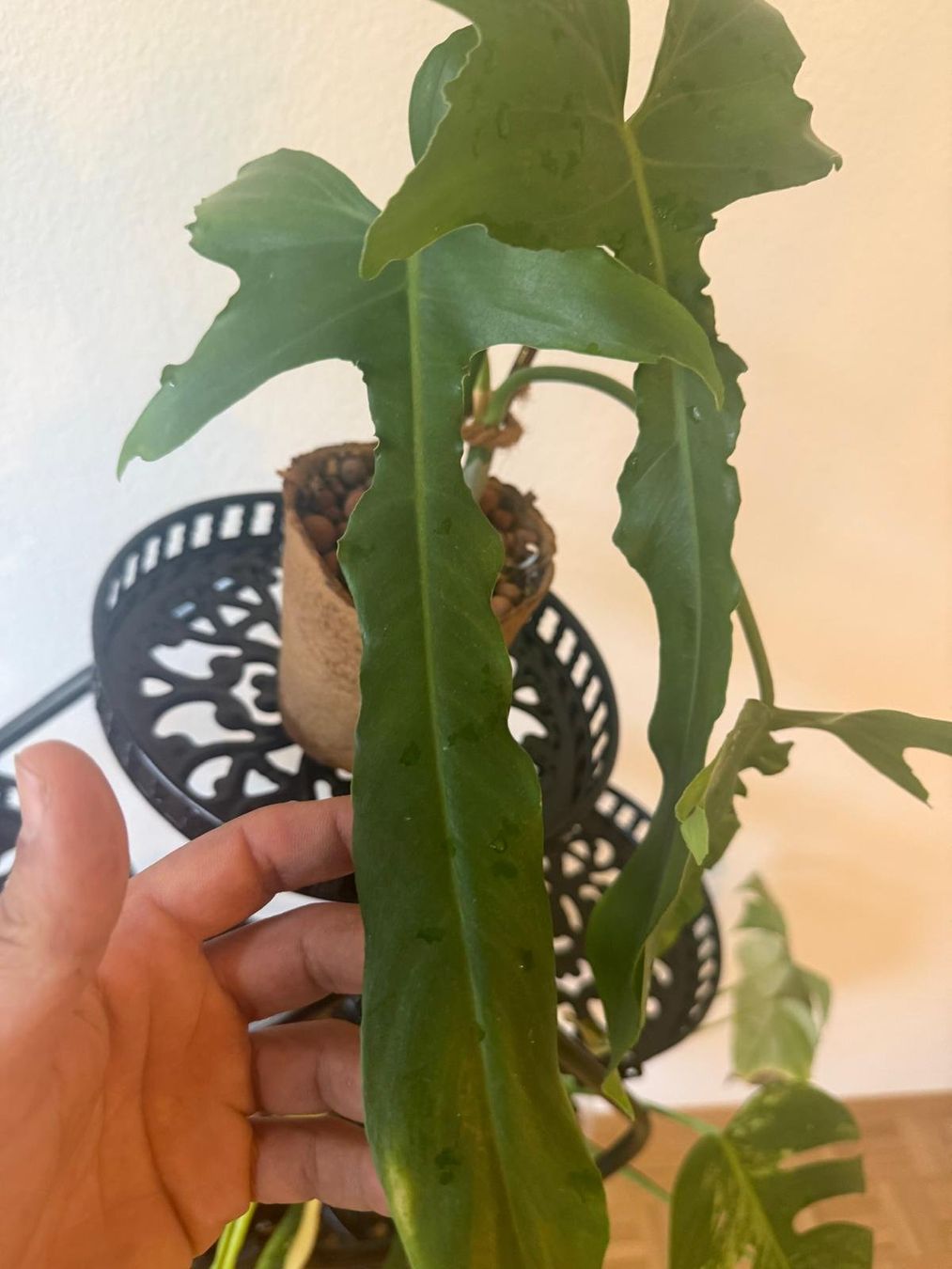 Piante & sementi: Philodendron Belle isle – Usato da Lausanne venduto da kta_tss7
