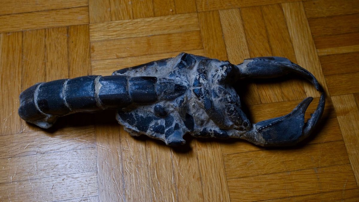 Fossili: Fossil - Thalassania emerii – Usato da Biel/Bienne venduto da nimmes