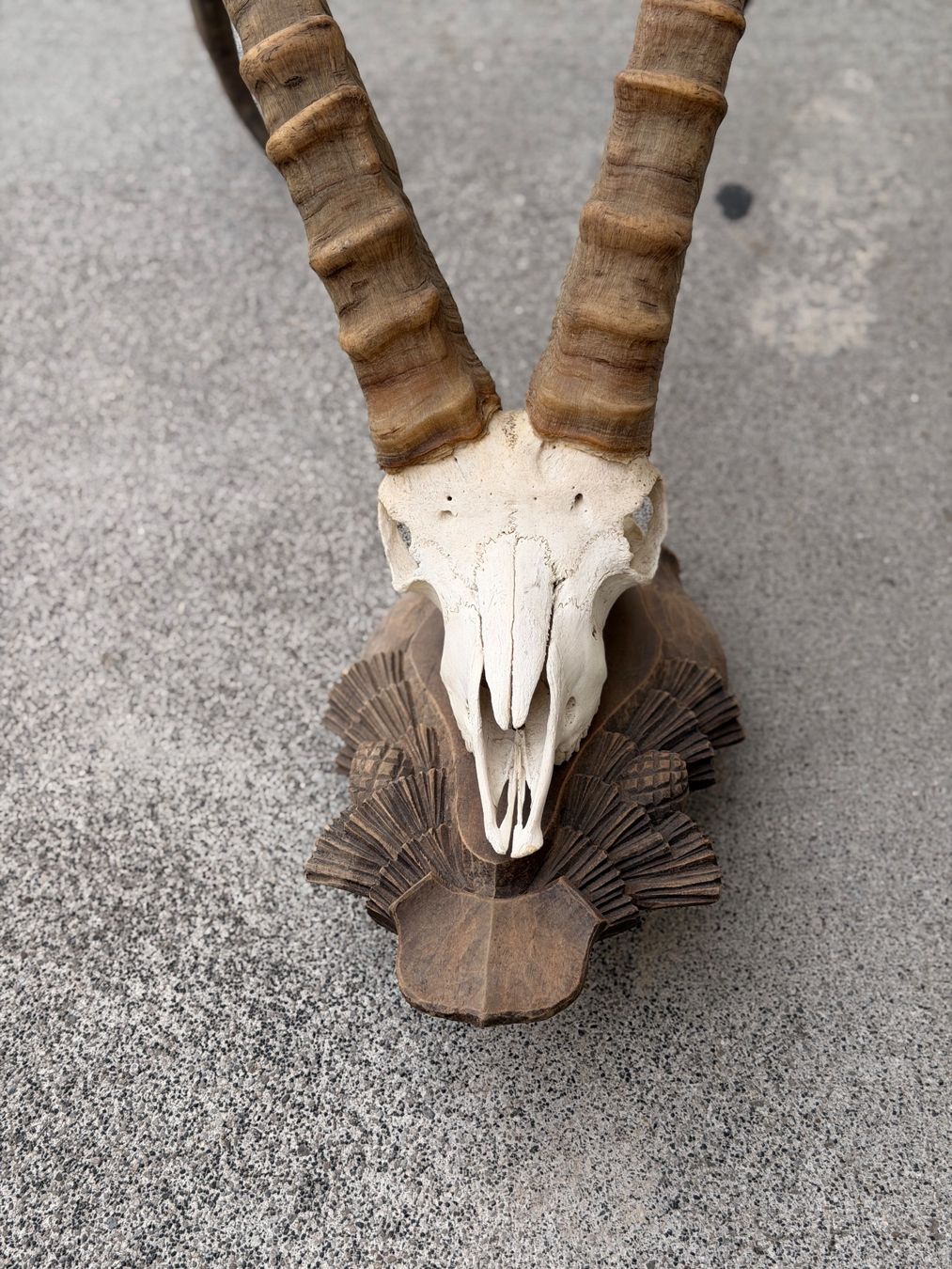Monde des animaux: Steinbock Geweih – D'occasion à Küsnacht ZH par Icon21 1