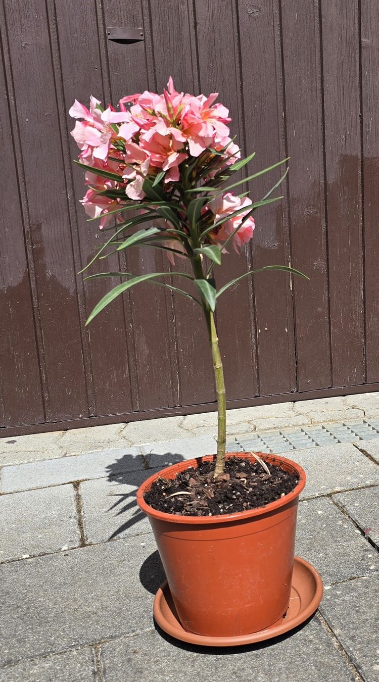 Pflanzen & Samen: Oleander rosa  blühend  – Gebraucht aus Aarburg von popkorn65 2