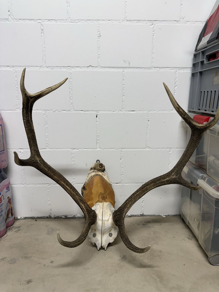 Il mondo degli animali: Hirschgeweih auf Holzbrett – Usato da Wabern venduto da sea_rnh9