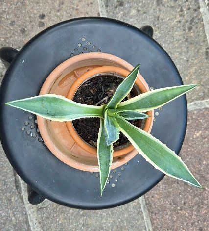 Pflanzen & Samen: Agave, kein Kaktus,k eine Sukkulente – Gebraucht aus Würenlos von Browni01 2
