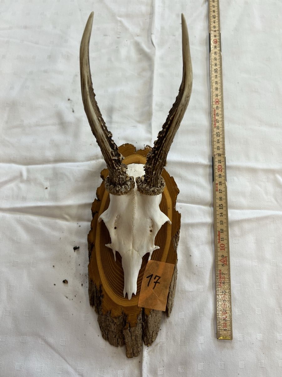 Welt der Tiere: Gehörn eines Rehbocks – Gebraucht aus Euthal von ruckzuckrohrfrei
