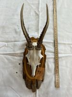 Gehörn eines Rehbocks