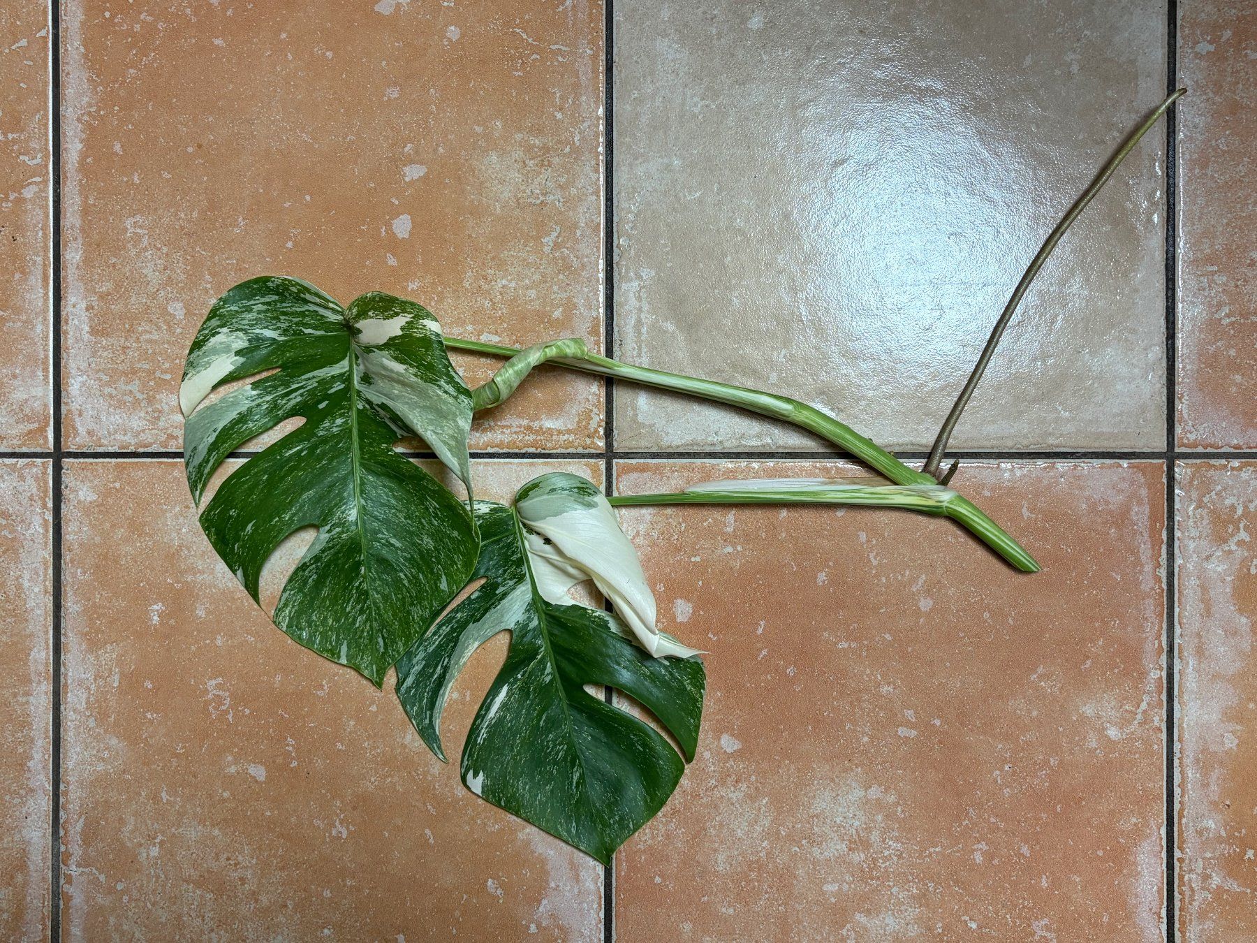 Plantes & graines: Monstera variegata, bewurzelter Steckling – Neuf (Voir description) à Winterthur par Aniger 1