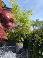 Acer palmatum 2.7m eleganter grüner Ahorn im Premium Gefäss