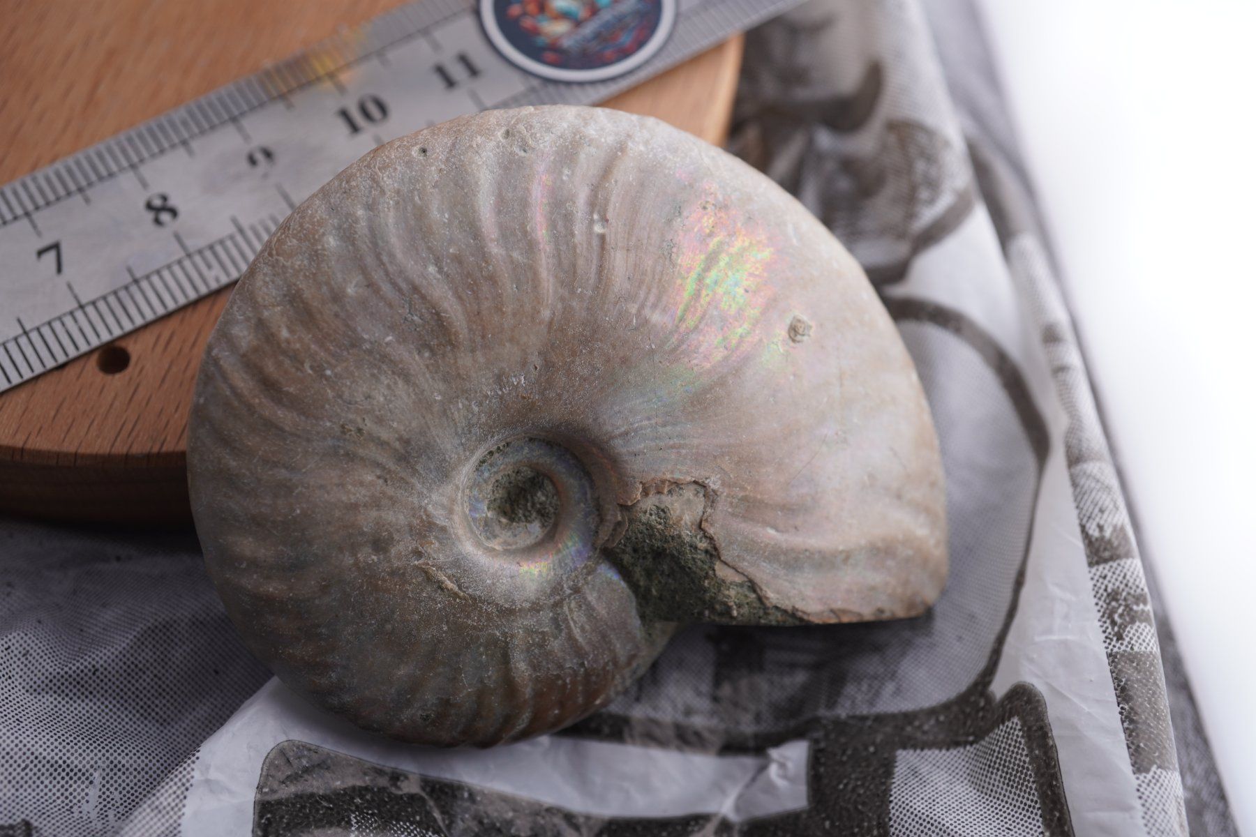 Minéraux & Lithothérapie: Ammonit  Opalisiert   Wunderschön  ca  70mm – Neuf avec emballage d'origine à Eschenbach SG par topstone 4