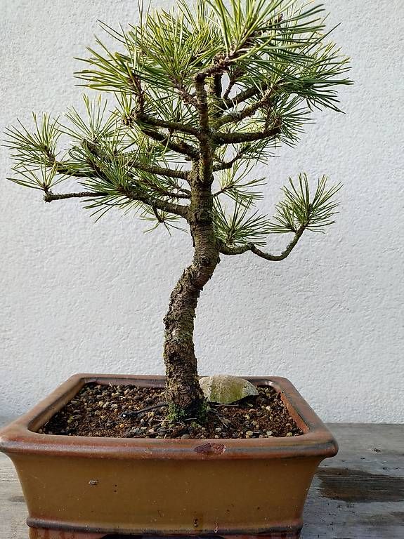 Pflanzen & Samen: Bonsai  – Gebraucht aus Walterswil SO von som_jbd7