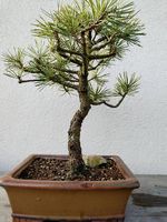 Bonsai 