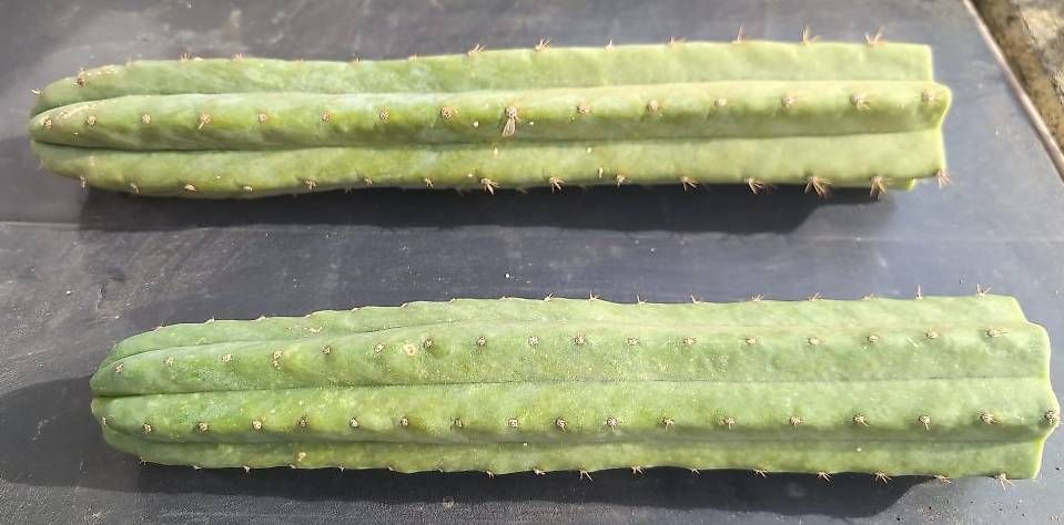Piante & sementi: 2x Echinopsis Pachanoi – Nuovo (secondo la descrizione) da Grolley venduto da eluveitie32 1