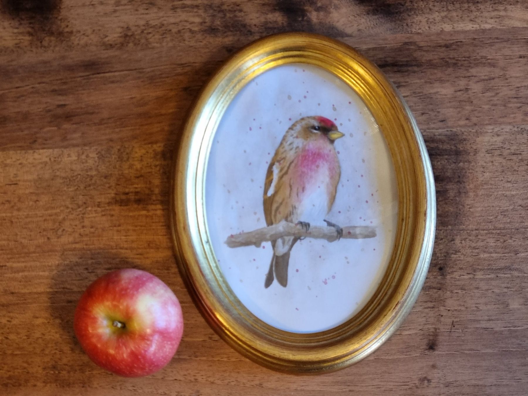 Dipinti: Handgemaltes Aquarell Vogel im Ovalrahmen – Usato da Scharnachtal venduto da devin03 2