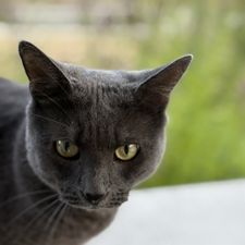 Profile image of O96