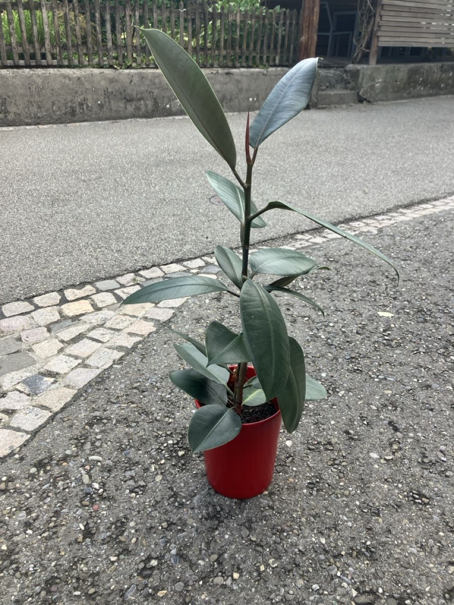 Plantes & graines: Gummibaum, inkl Topf – D'occasion à Knonau par fiomuckel