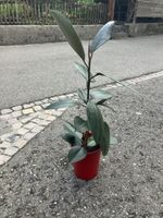 Gummibaum, inkl Topf