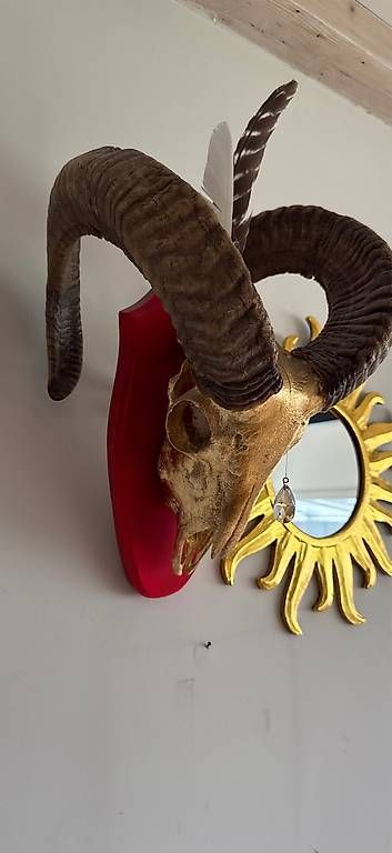 Statuette: Mit Blattgold vergoldete Widder Schädel – Usato da Weiningen ZH venduto da Fabu1892 3