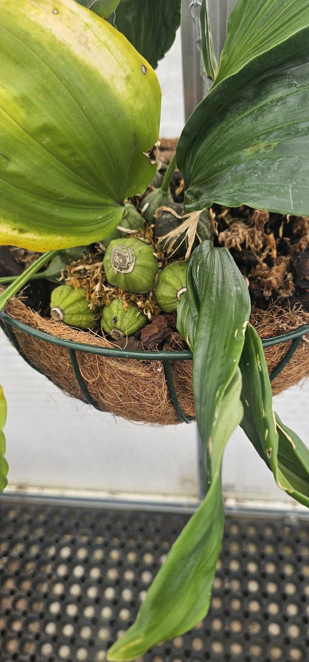 Piante & sementi: Orchidee Stanhopea oculata – Usato da Jona venduto da Smurnaya 5