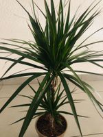XXL DRACAENA MARGINATA 100cm ZIERPFLANZE