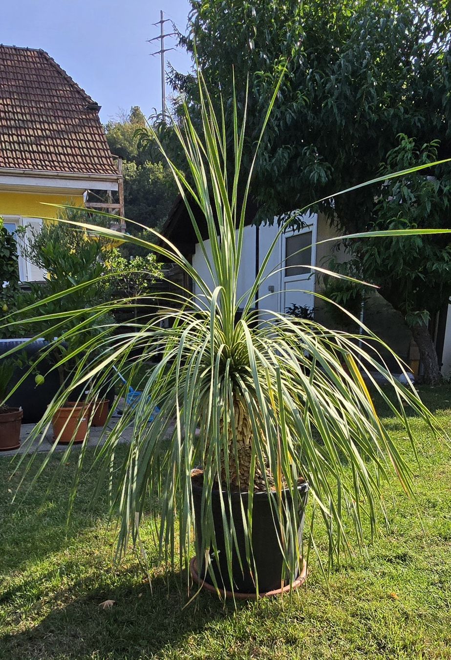 Plantes & graines: Prachtvolle Yucca rostrata – D'occasion à Aarburg par popkorn65