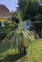 Prachtvolle Yucca rostrata
