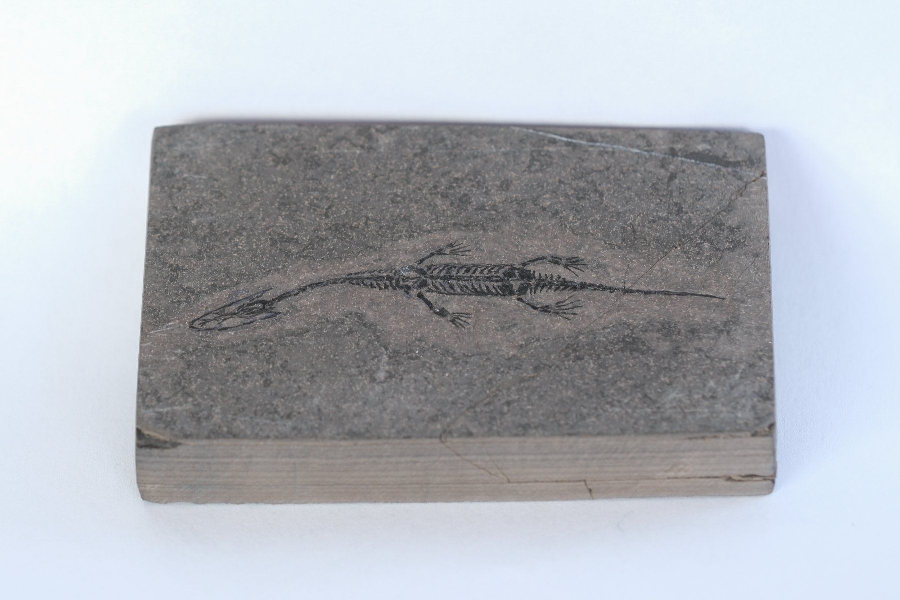 Fossili: Schwimmsaurierer - Keichousaurus hui - Nothosaurus - China – Usato da Heiden venduto da mats10 2