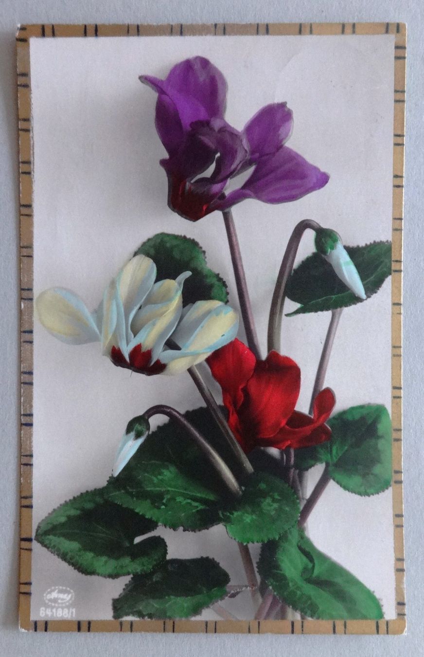 Cartes postales: Cyclamen – D'occasion à Fétigny par Billy2miny