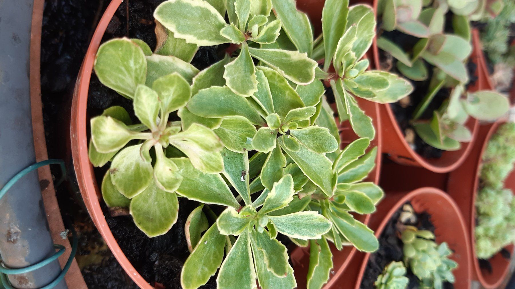 Pflanzen & Samen: Kambotscha trikolore gelb sedum – Gebraucht aus Ibach von chaemilochhobbygarte 6