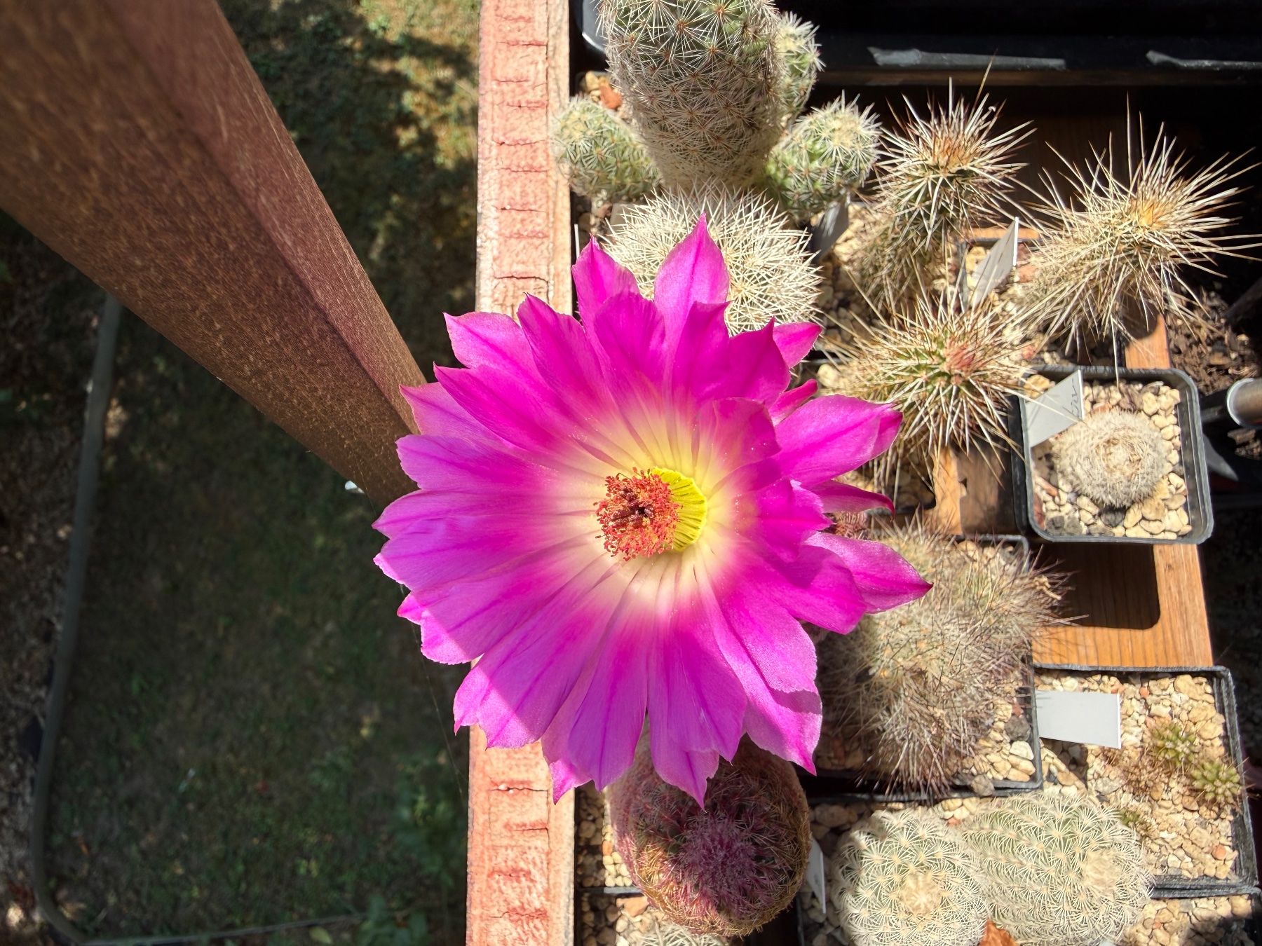 Pflanzen & Samen: Echinocereus rigidissimus – Gebraucht aus Rorbas von SimS0n