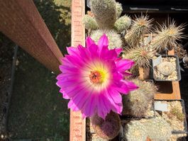 Echinocereus rigidissimus