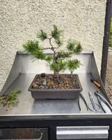 Bonsai Bergkiefer (Pinus mugo) Baum/Pflanze