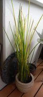2 Bogenhanf "Spaghetti", Sansevieria cylindrica