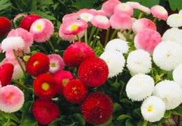 Ab 5.- fr 20 samen MIX  Gansenblumchen BELLIS PERENNIS‪