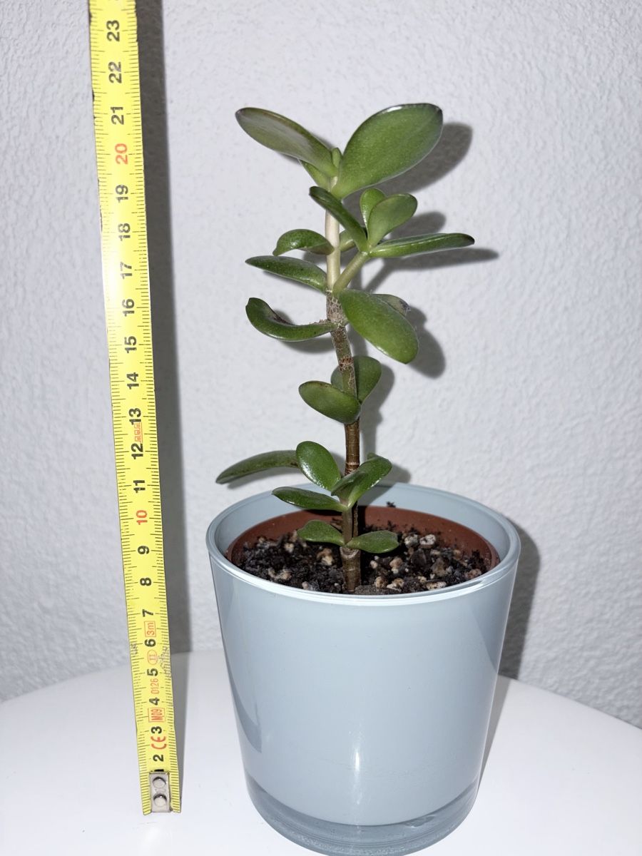 Plantes & graines: Crassula ovata with glass ceramic cache pot – D'occasion à Kilchberg ZH par malibubeach 5