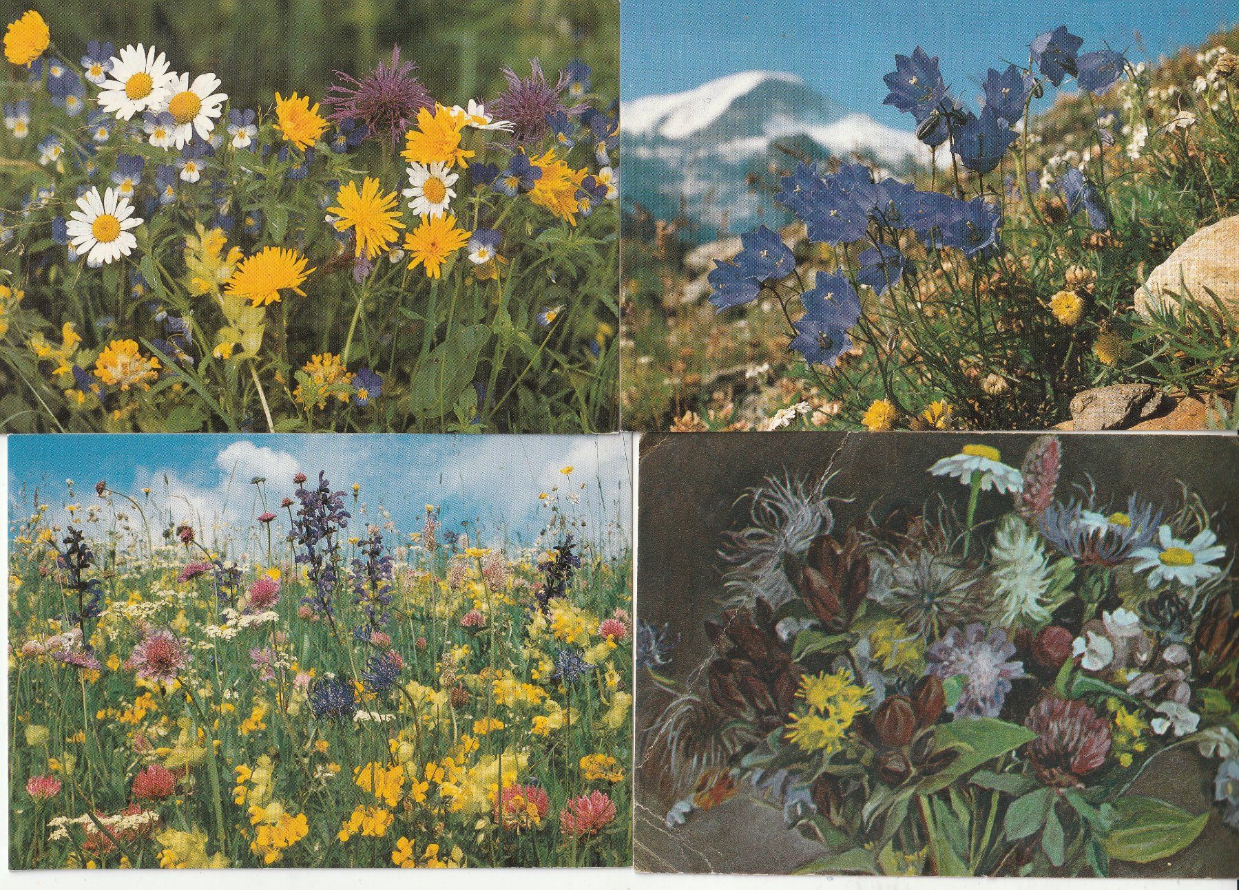 Cartoline postali: 40 Blumenkarten – Usato da Lumbrein venduto da made02 7