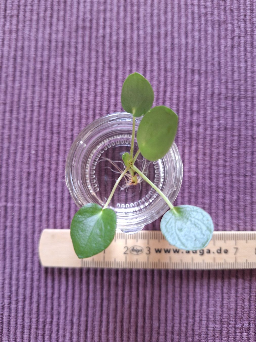Pflanzen & Samen: Pilea Peperomioides, Ufopflanze – Gebraucht aus Zürich von riswa67