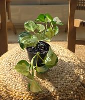 Kleine Efeutute "Marble Queen"