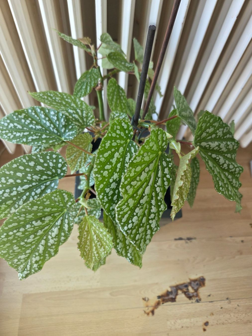 Piante & sementi: BEGONIA CORALLINA – Usato da Onex venduto da GenovaM 2