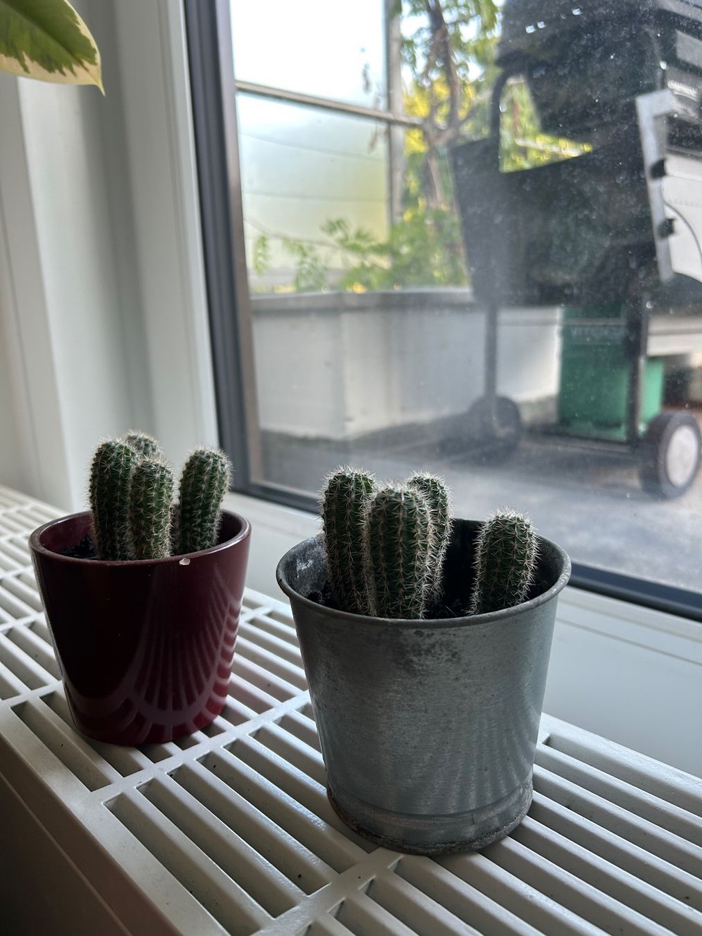 Pflanzen & Samen: Kaktus – Neu (gemäss Beschreibung) aus Luzern von giv_tmj8 2