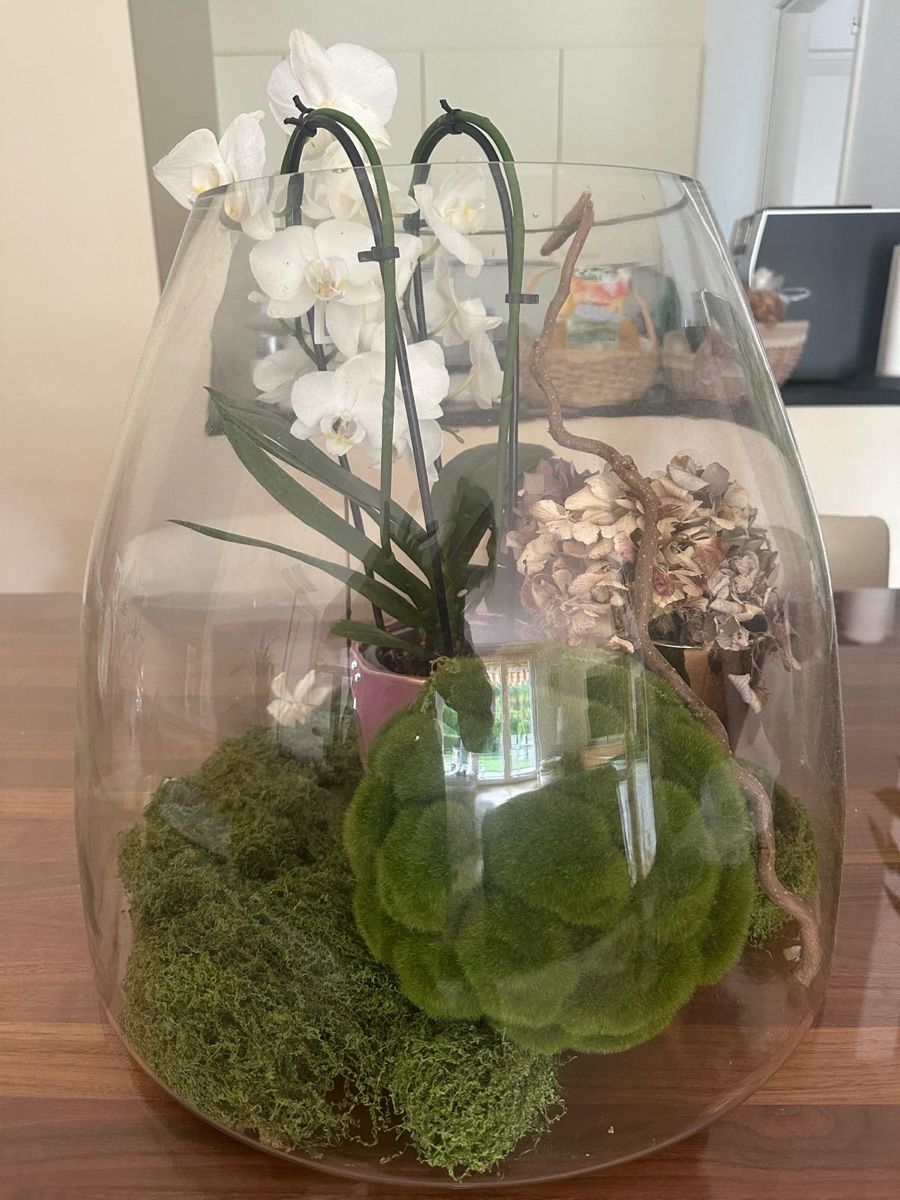 Vase & Récipients: Glas Vase – D'occasion à Dübendorf par Lion-501