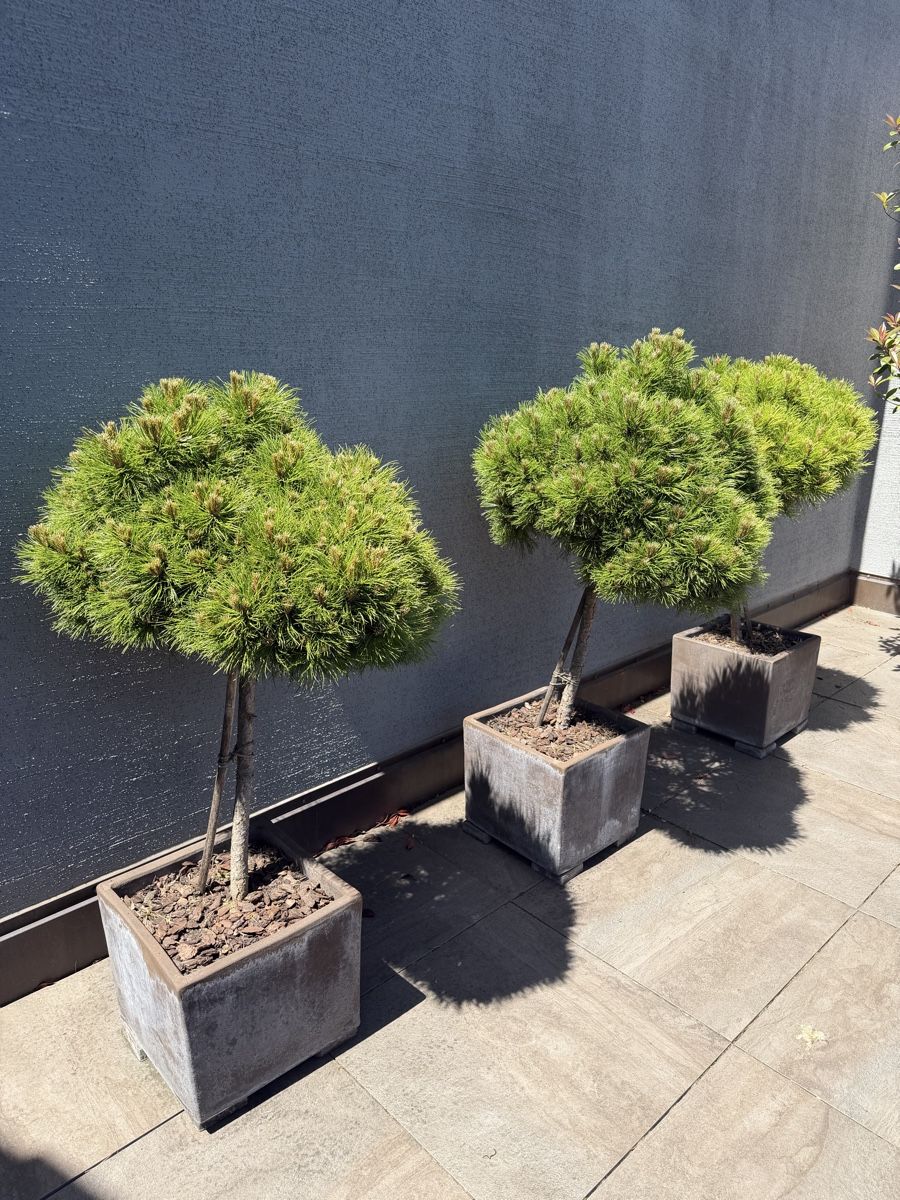 Pflanzen & Samen: Black Pine trees – Gebraucht aus Küsnacht ZH von lfo_f8w5