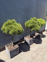 Black Pine trees