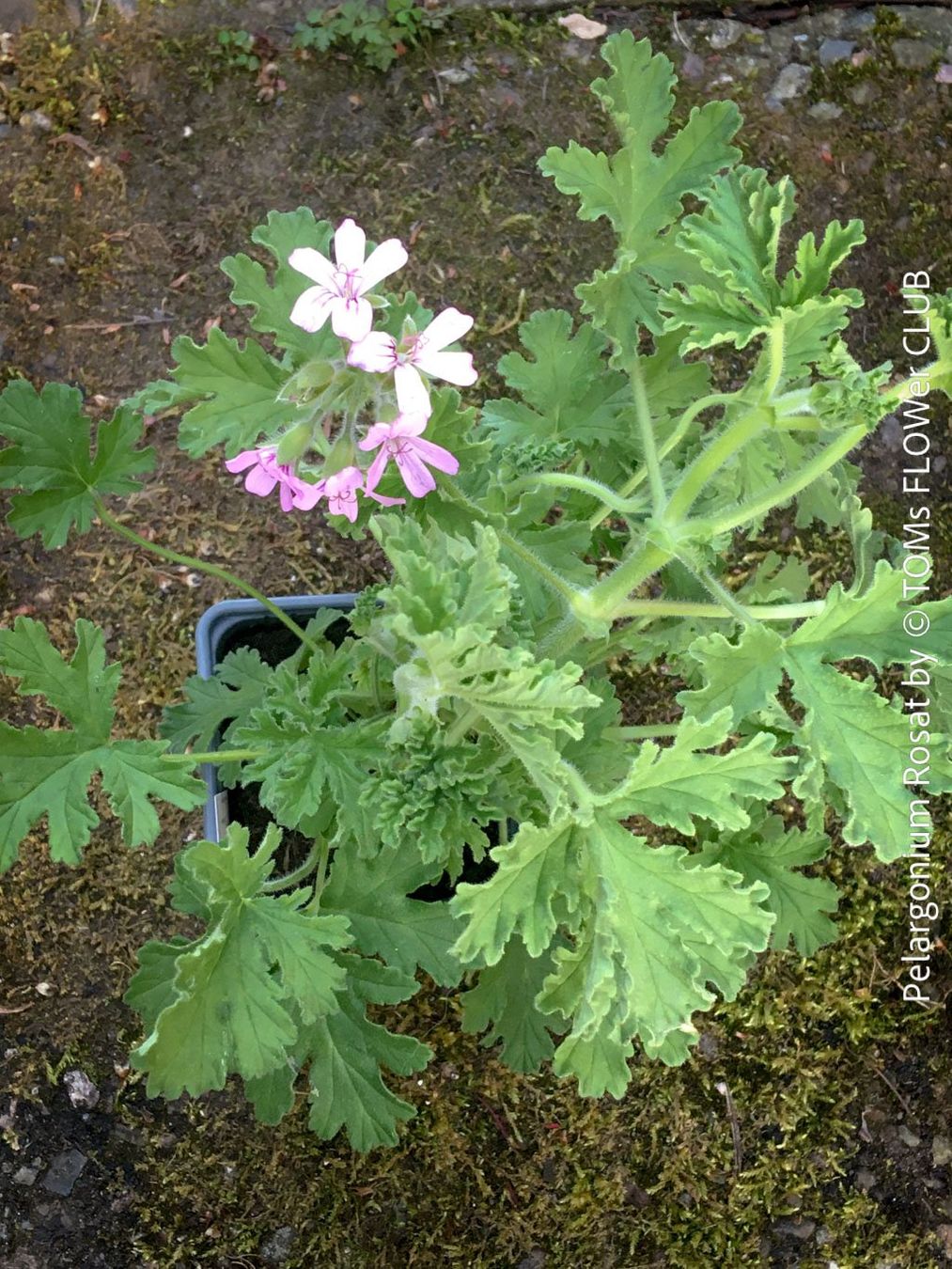 Pflanzen & Samen: Pelargonium Rosat - stark duftende Rosengeranie – Neu und originalverpackt aus Adliswil von asTOMas963 3