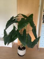 Grosse Alocasia Zebrina