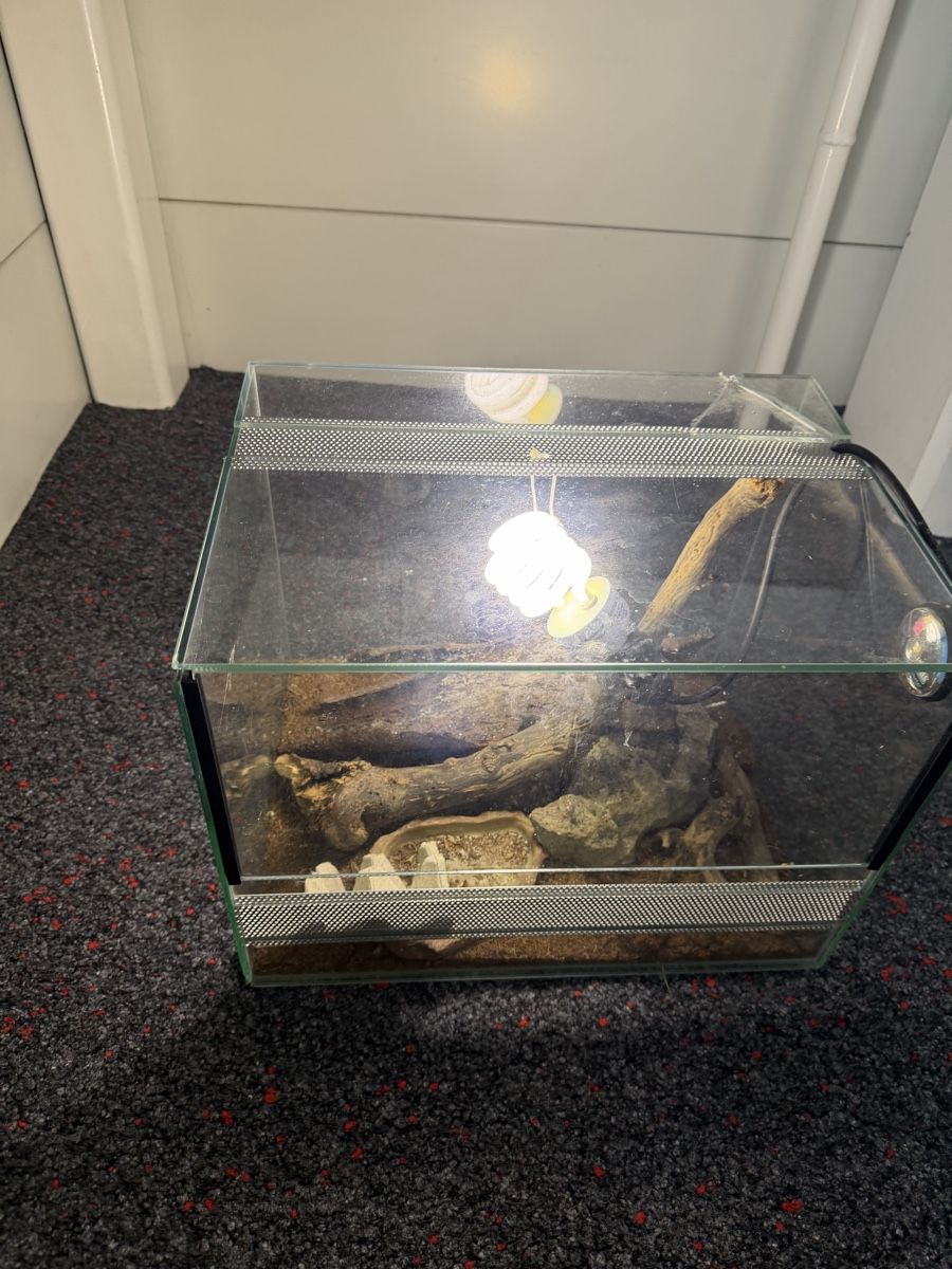 Terrarium: Terrarium Glas beschädigt – Gebraucht aus Heimiswil von Mad2mad 4