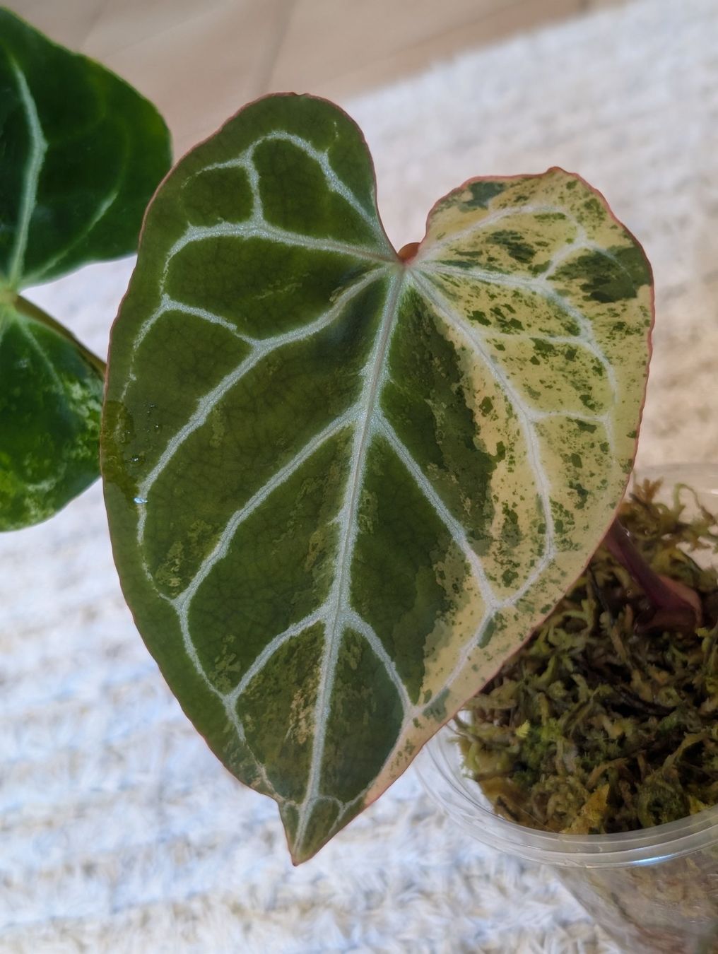 Piante & sementi: Anthurium Crystallinum Albo Variegata – Nuovo (secondo la descrizione) da Faulensee venduto da plantmama 1