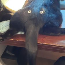 Profile image of Birg3r